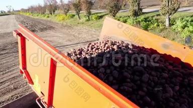 马铃薯收割机在运输卡车上卸下土豆。 在一个农场里收获新鲜的有机土豆