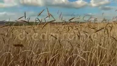 一片田野上的麦子。