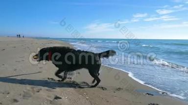 黑色的狗从海滩上的水中摇出来，靠近海岸线