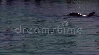 一只雄壮的海豚潜入水中
