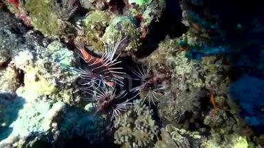 苏丹红海珊瑚中的大鱼蕨类植物