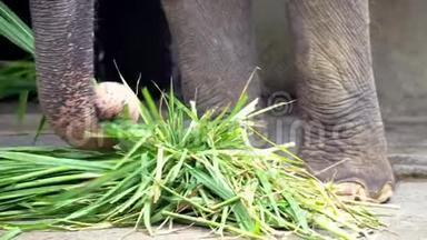 4K，没有长牙的大象正在吃草。<strong>亚洲象</strong>食特写