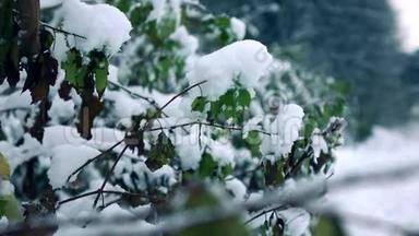 女人戴着冬天的手套，在美丽的雪林中摇动着树枝上的雪。 慢镜头，冷色