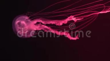 在黑暗的水族馆水中缓慢漂浮着一只红色发光水母的缓慢运动放松的视野背景