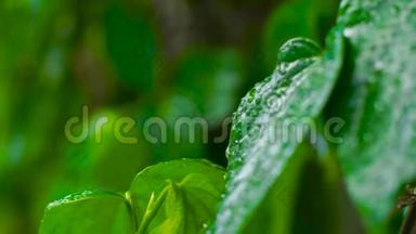 夏雨后，水滴在<strong>绿叶</strong>上。 在丛林中的热带植物<strong>绿叶</strong>上，把雨滴关上。 上午