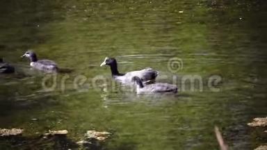 在阳光明媚的日子里，<strong>小鸭子</strong>和<strong>小鸭子</strong>在池塘里漂浮着。 与自然和谐相处。