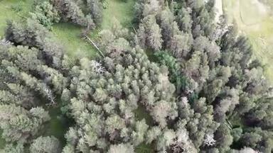 空中观景摄像机沿着松树和桦树<strong>的茂密</strong>混合树顶<strong>的</strong>绿色<strong>森林</strong>移动。 在一个巨大<strong>的</strong>