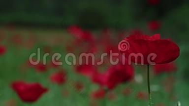 红花围着高大的小草..