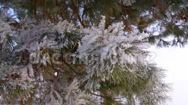 美丽的松枝覆盖着冬林中的霜。 特写