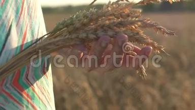 女子手触麦穗特写.. 农民手摸小麦玉米农业.. 收获概念。 收获