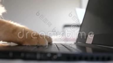 缅因州的猫在电脑前工作，在笔记本上打字。 慢动作。 3840x2160。 4k