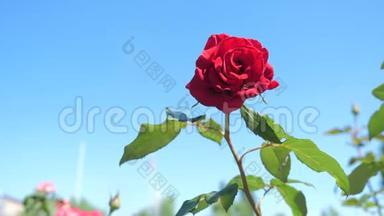 玫瑰红花映蓝天.. 大自然的花朵，绿叶，美丽的花朵，生活方式