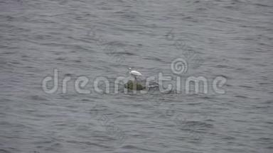 小白白鹭坐在水里的岩石上，然后飞走了