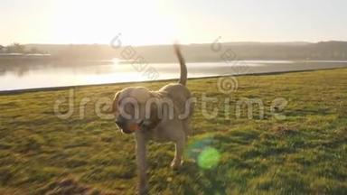 阳光明媚的一天，可爱的小狗带着球在湖边奔跑