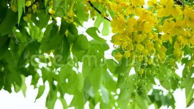 大自然中干燥的白色小花，清新的金色淋浴花，雨湿的树，风的吹拂