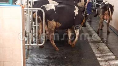 挤牛奶的过程，挤牛奶后奶牛离开摊位，挤牛奶、牛奶、农业、牧羊人