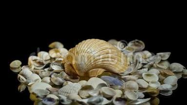 一个大贝壳躺在小贝壳上
