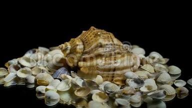 一堆小贝壳上的大贝壳