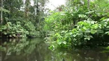 亚马逊丛林<strong>密集</strong>植被移动船的低角度拍摄