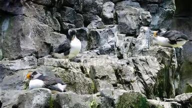 一群鸟在悬崖上清理羽毛
