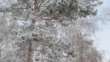 大风吹过白雪覆盖的松树和桦树树枝