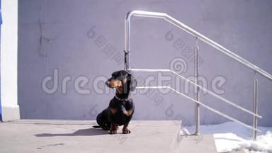 可爱的<strong>狗</strong>，带着黑色的<strong>狗</strong>，在一条城市的街道上，在商店的台阶上耐心地等着他的<strong>主人</strong>
