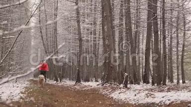 这只狗跑在一个天鹅绒手衣手前。 冬天，女主人和一只狗骑自行车走到树林里。 下一个计划。