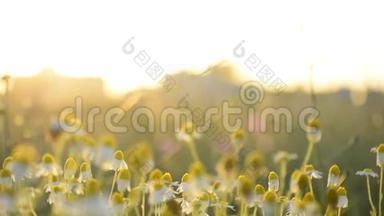 盛开的马菊甘菊-阳光下长柄头的芳香簇