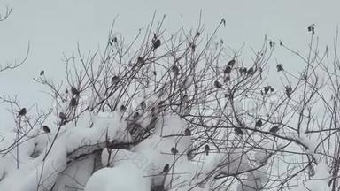 冬天鸟儿坐在树枝上