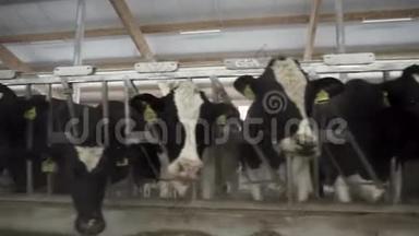 在农场的一个大牛棚里饲养奶牛。 录像。 奶牛场饲养牛的过程