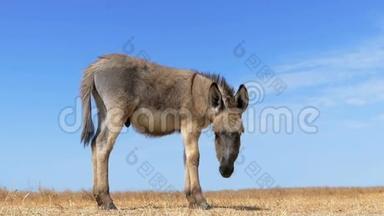 斯洛莫一匹灰驴驹在黄色的田野里侧影而立