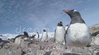 南极洲珍图企鹅圆石巢特写