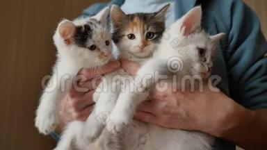 女孩抱着3只毛茸茸<strong>的</strong>白色<strong>小猫</strong>。 <strong>小猫</strong>非常有趣和美丽。