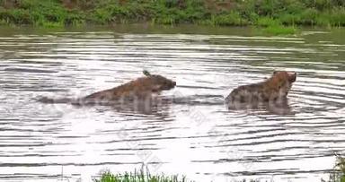 肯尼亚Masai Mara公园，Hyena，crocuta crocuta，成年人在<strong>水中玩耍</strong>，