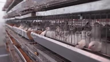家禽<strong>养殖场</strong>的看法.. 肉鸽笼养在工厂内