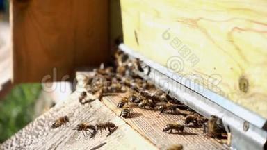 蜜蜂在蜂巢里飞来飞去