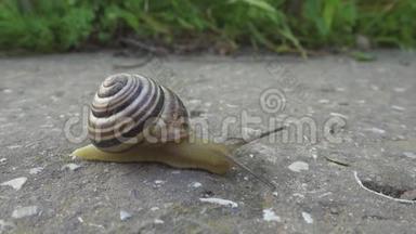 蜗牛在石头背景上爬行。 柯克利亚在地上爬行。 近距离观看