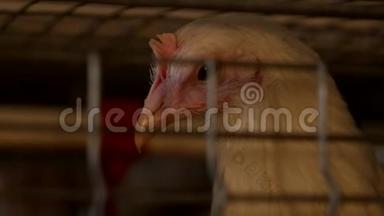 一只幼鸡透过家禽饲养场的围栏网，饲养肉鸡雏，特写镜头