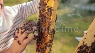 人工养蜂人检查蜂巢，用手收集蜜蜂