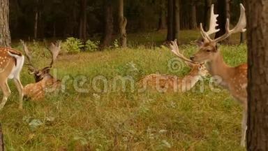 大自然背景上有角的美丽的野生动物斑点鹿，日本鹿，斑点
