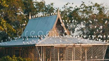许多白鸥坐在<strong>日式建筑</strong>的屋顶上。 海鸥坐在电线上，屋顶上，树上