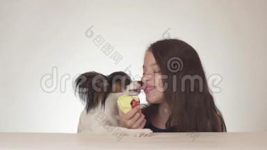 美丽的少女和狗大陆玩具SpanielPapillon吃美味的新鲜红苹果白色背景股票