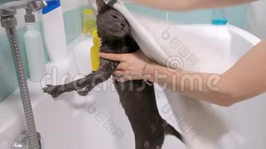 泡泡浴一只灰色的小<strong>流浪</strong>猫，女人在浴室里洗猫。 用毛巾擦拭<strong>动物</strong>