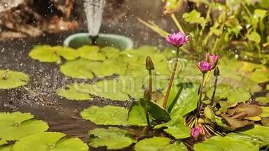 <strong>紫粉色</strong>的水若虫在一个有喷泉的池塘里。 水上花园。 喷雾滴。