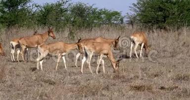羚羊，阿尔塞拉福斯布塞拉福斯，草原上的牛群，马赛马拉公园，肯尼亚，