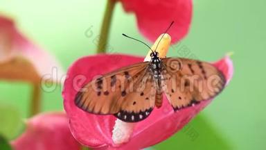 泰国有花的TawnyCoster蝴蝶。