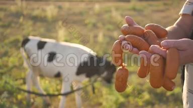 快乐的成年农夫微笑着看着镜头，手里拿着香肠，手里拿着一群奶牛在农场的<strong>牛棚</strong>里。 农业
