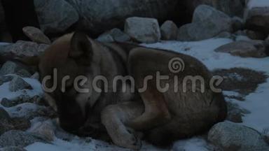 灰褐色的狗躺在雪地里舔爪子