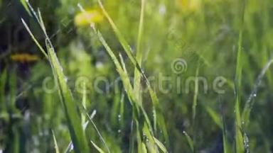 夕阳下的绿草正在夏天下雨。 雨滴阳光灿烂