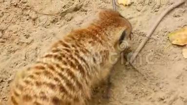 猫鼬在沙滩上挖洞